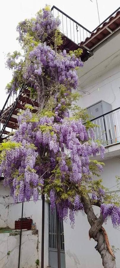 Willa Vacation House Dionysia Ejo Zewnętrze zdjęcie